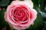 Прекрасное сердце розы ! DSC_4536