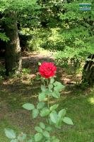 Hybrid tea rose - Rosa 'Royal William' - Rosaceae C20110705 212