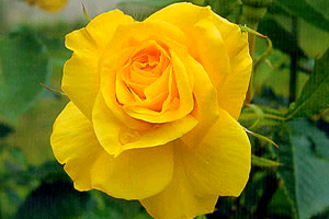 Роза флорибунда Фрезия – солнечная королева цветника