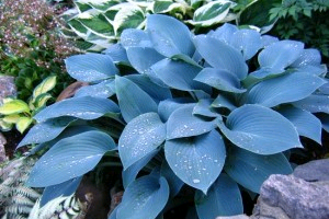 Хоста голубая – уникальный цветок вашего сада