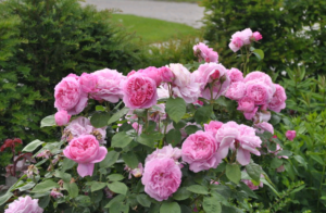 Все о прекрасной розе «Mary Rose»