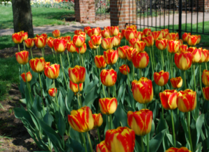 Желто-красное чудо в саду - тюльпан Банья Лука