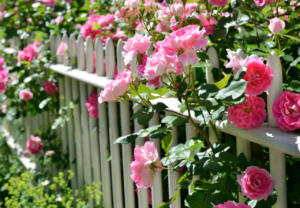 Особенности выращивания кустовых роз