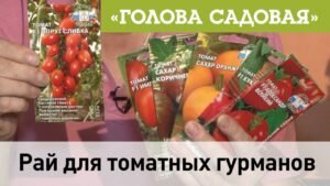 Голова садовая - Рай для томатных гурманов