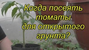 Когда сеять томаты для открытого грунта (для любого региона)? Не ошибитесь!!!